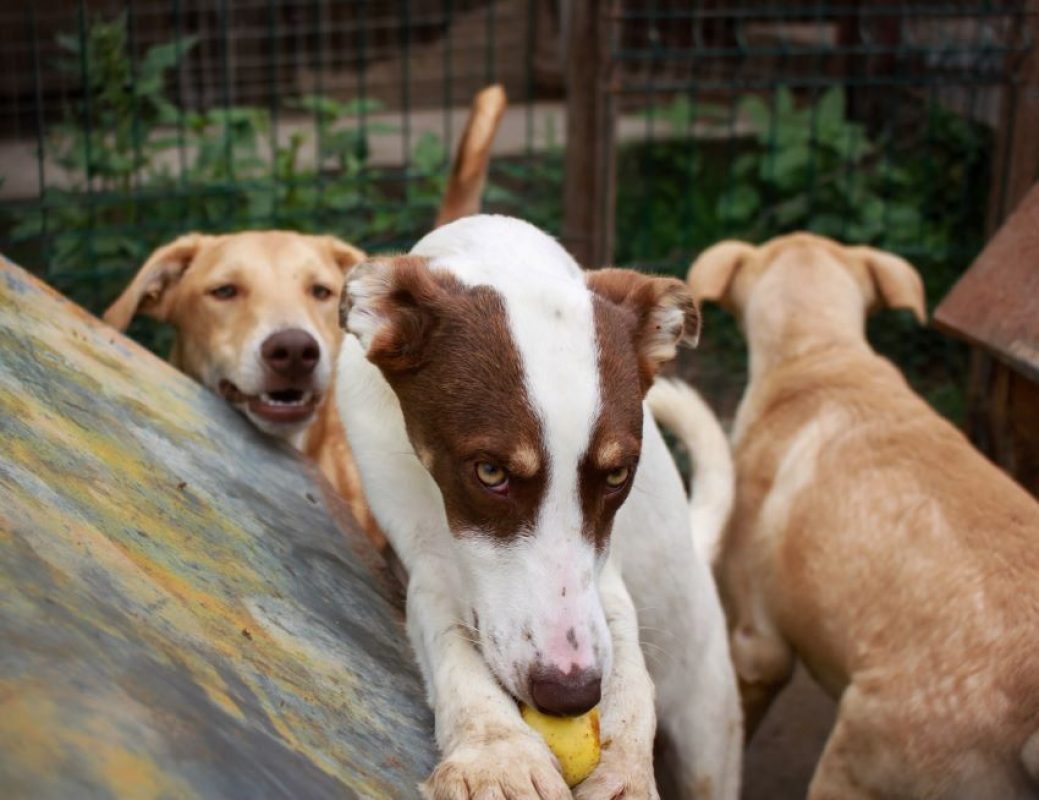 SoBeauty - Chien à adopter - photo 5