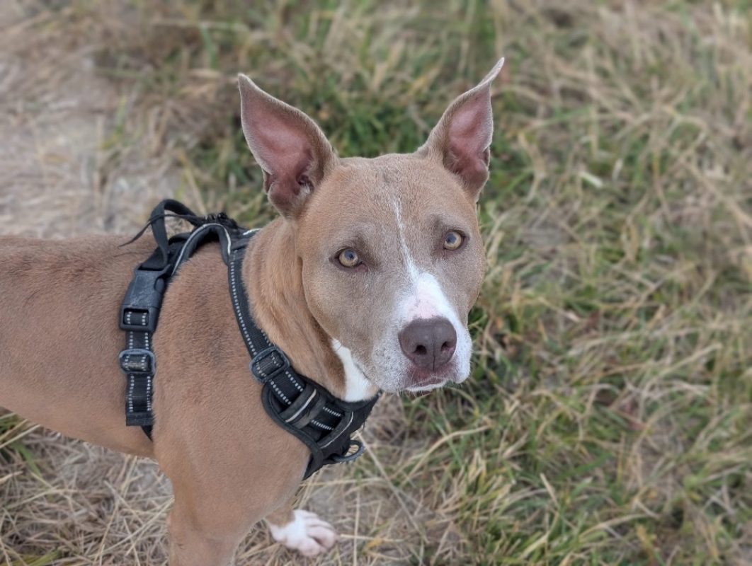 Nikita - Chien Bouledogue Américain à adopter