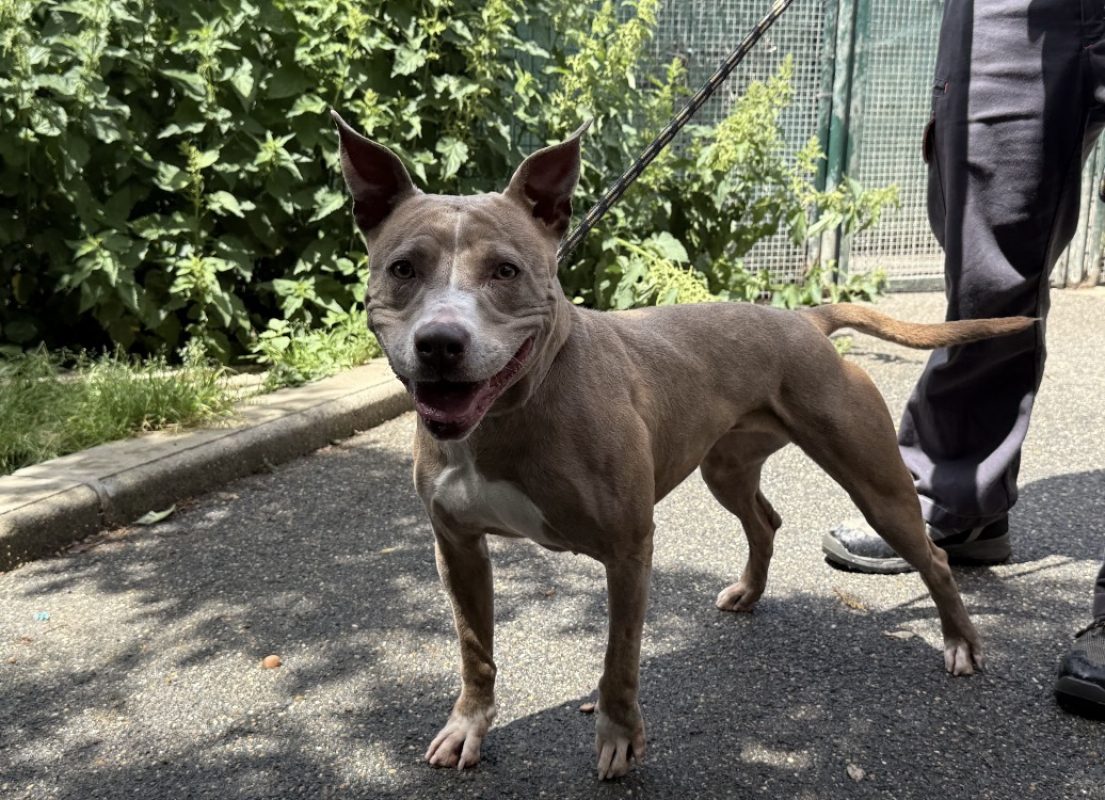 Nikita - Chien Bouledogue Américain à adopter - photo 2