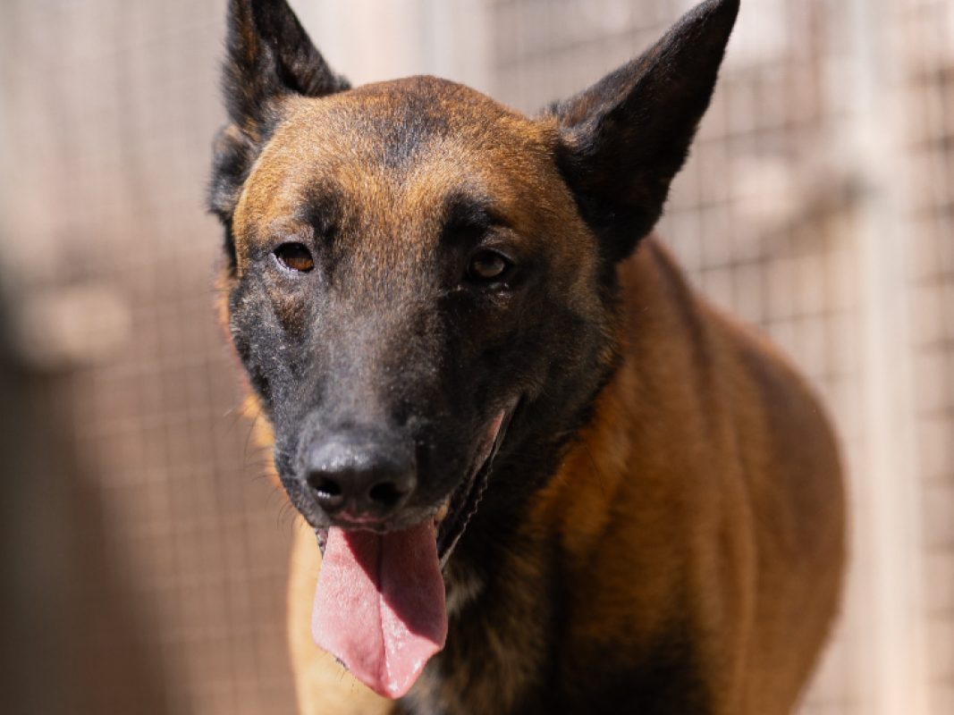 Marley - Chien Berger Belge Malinois à adopter