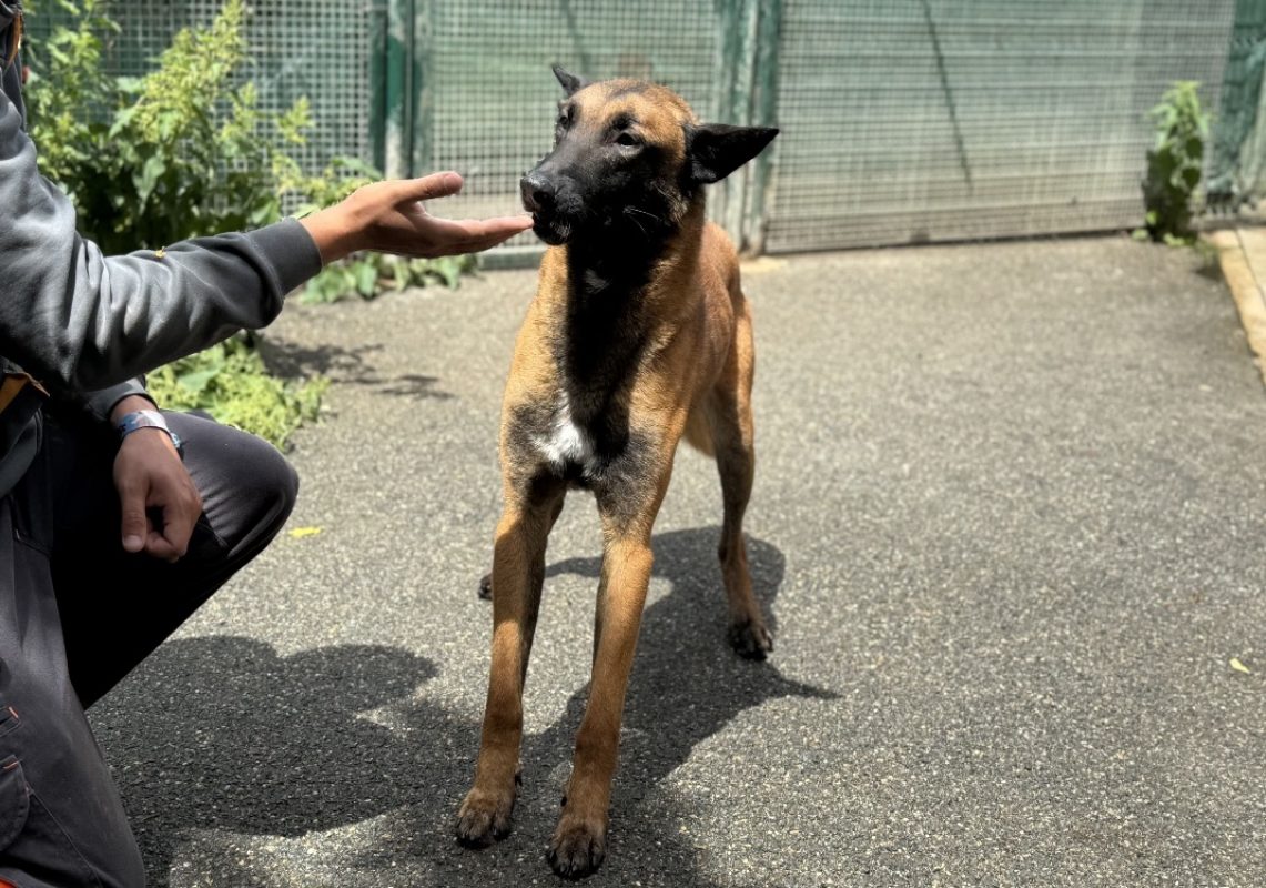 Marley - Chien Berger Belge Malinois à adopter - photo 2