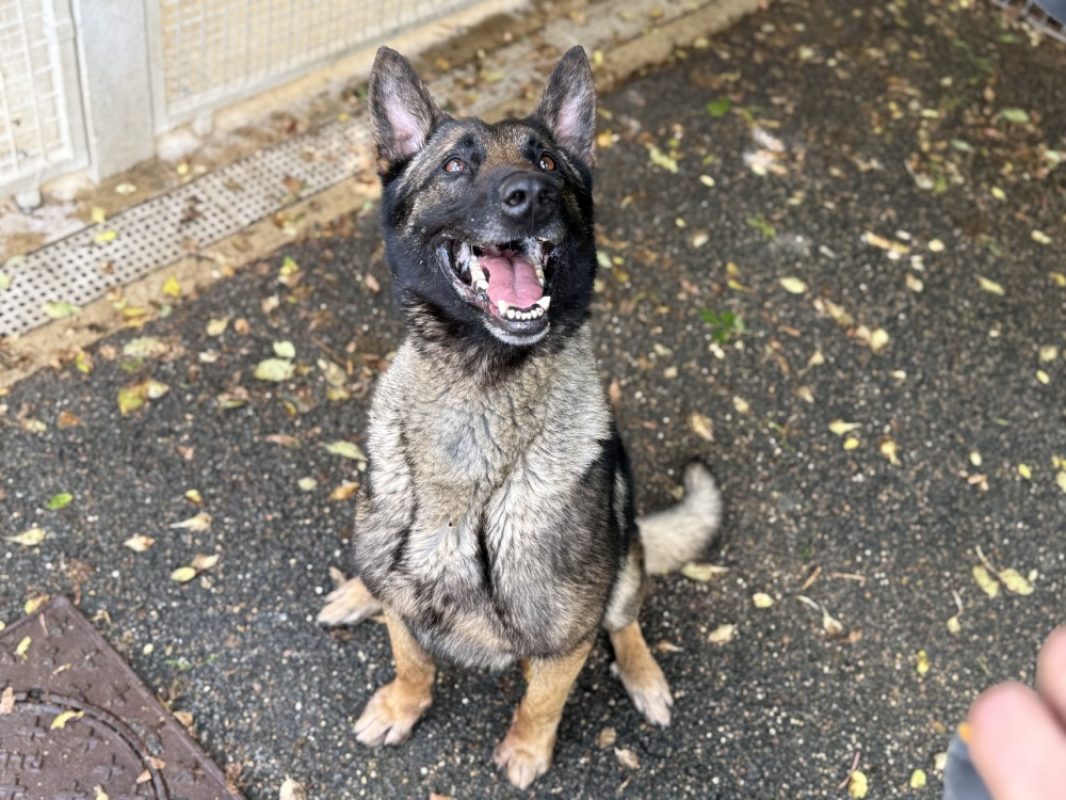 Casthor - Chien à adopter