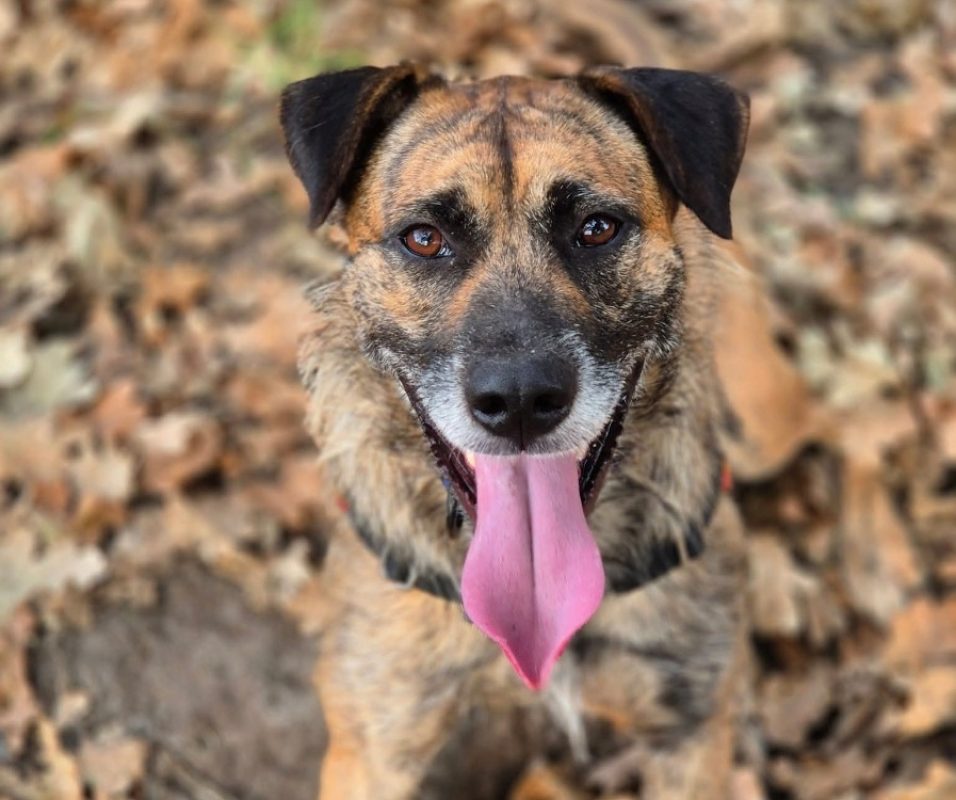 Ucky - Chien à adopter