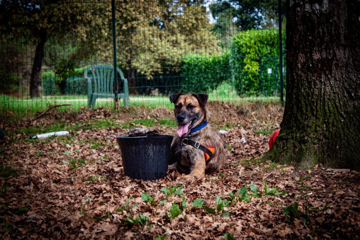 Ucky - Chien à adopter - photo 2