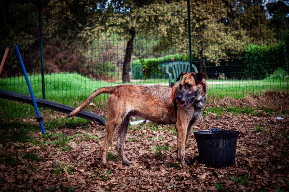 Ucky - Chien à adopter - photo 3