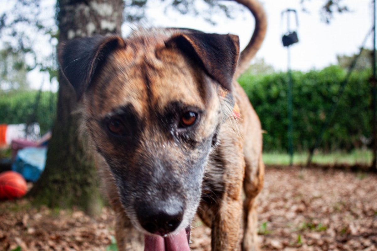 Ucky - Chien à adopter - photo 4