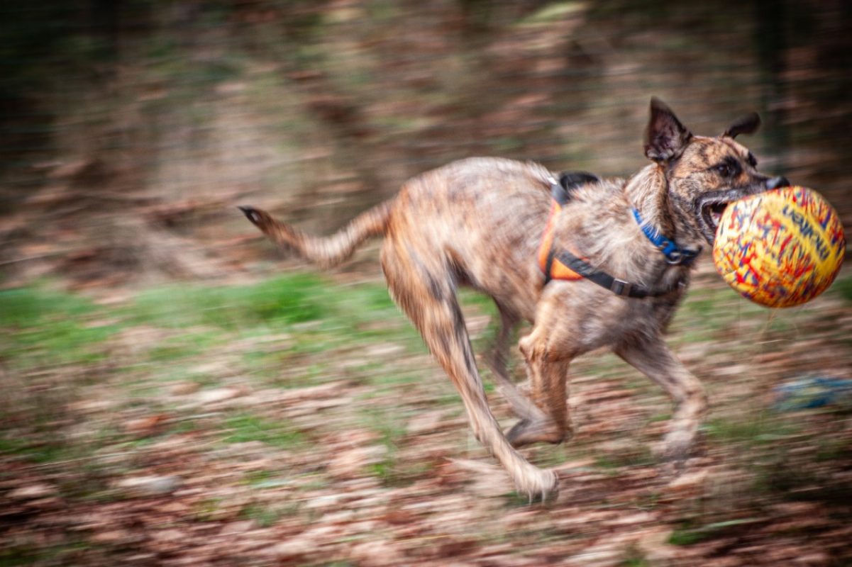 Ucky - Chien à adopter - photo 5