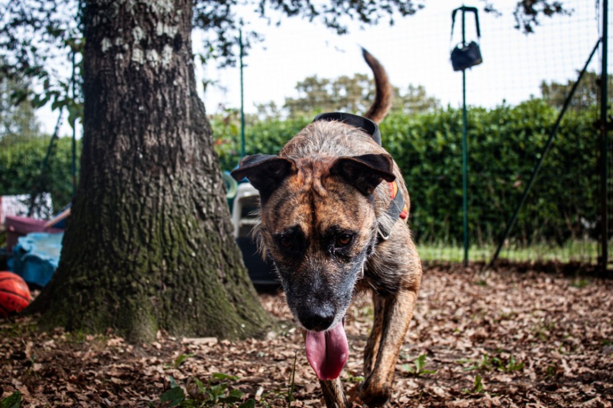 Ucky - Chien à adopter - photo 6
