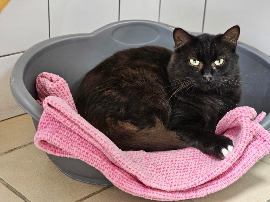 Malibu - Chat Européen à adopter