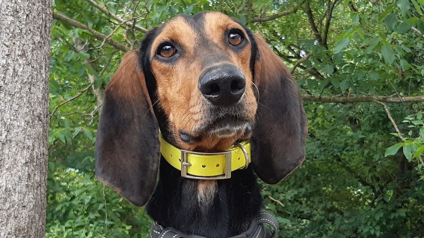 Viky - Chien à adopter