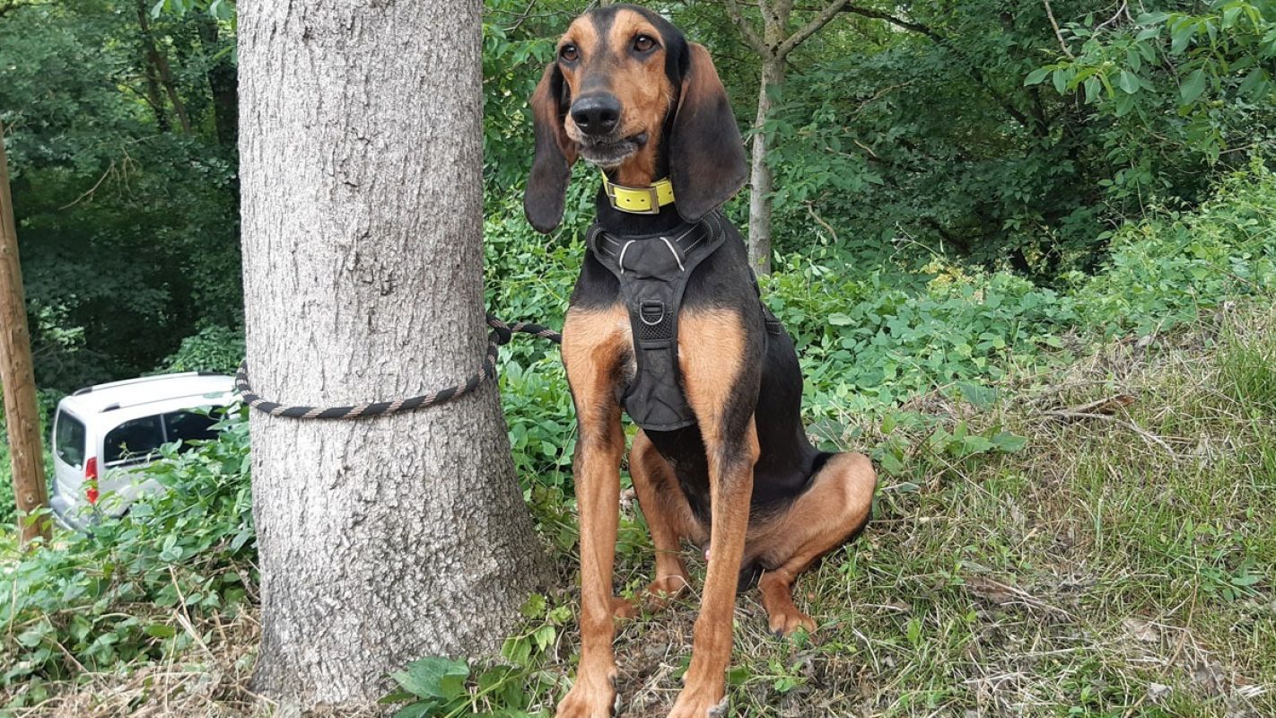 Viky - Chien à adopter - photo 2