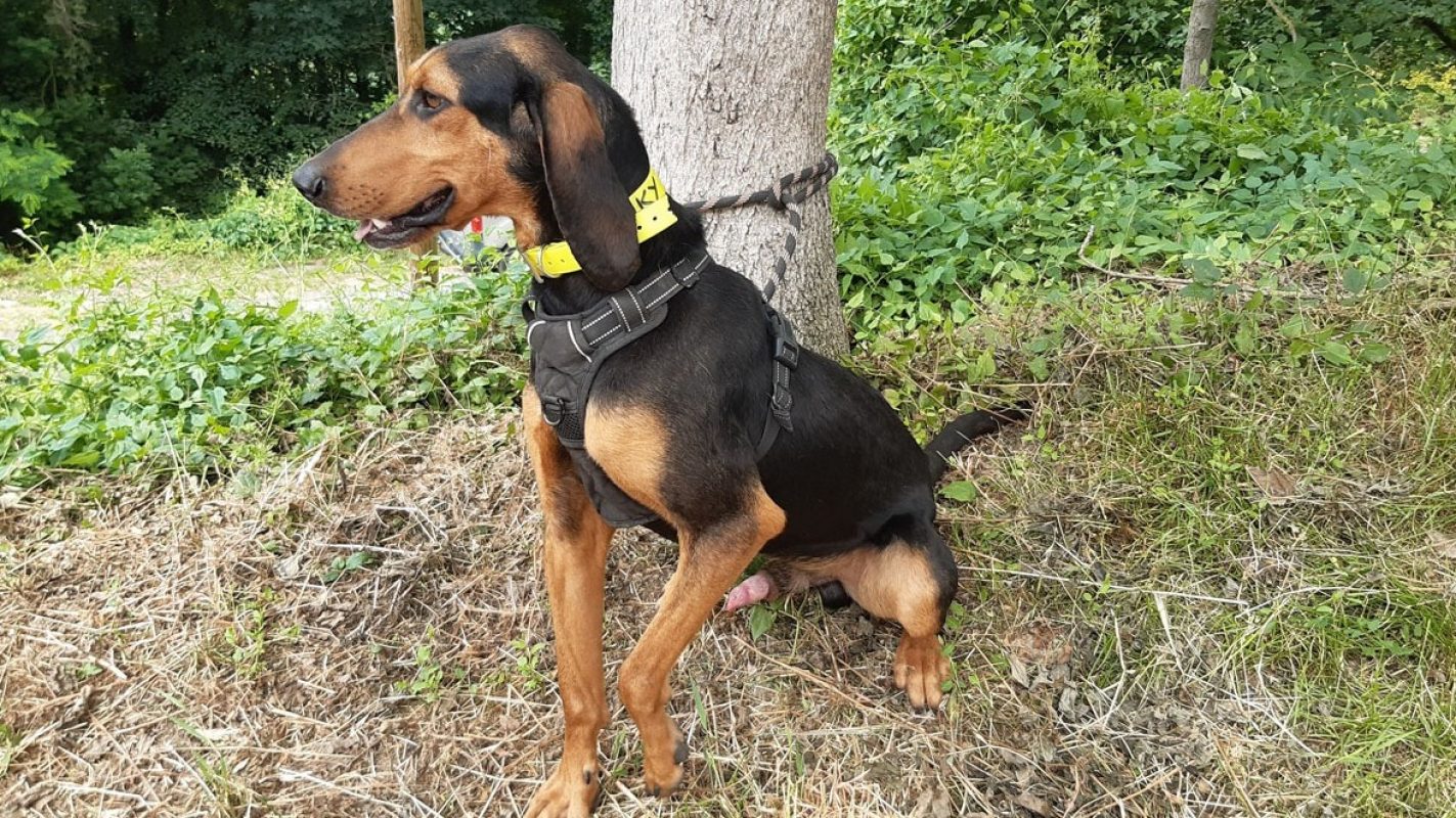 Viky - Chien à adopter - photo 3