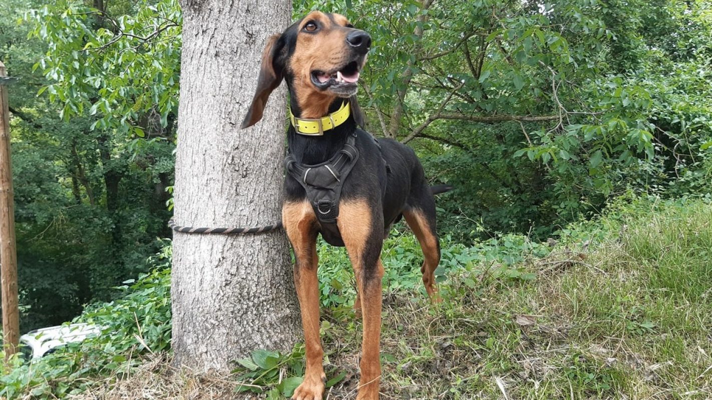 Viky - Chien à adopter - photo 4