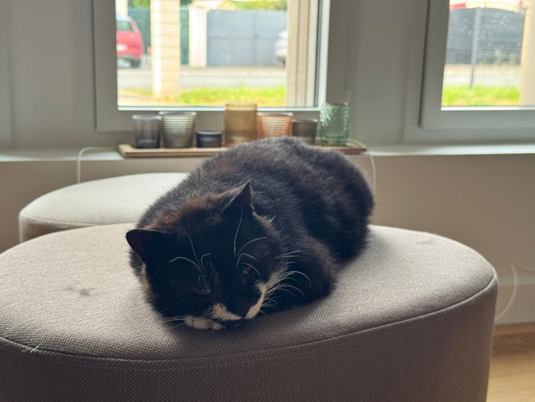 Photo #3 de Shortlegs