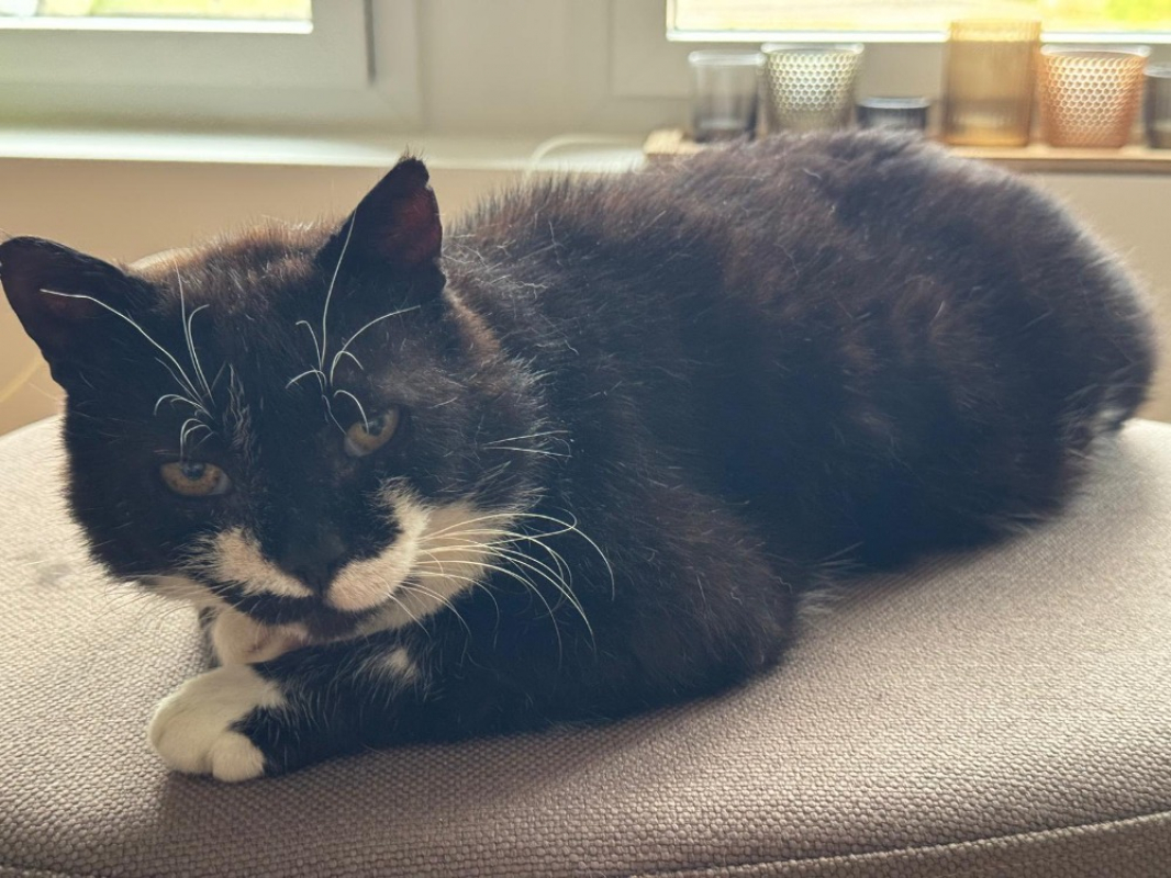 Photo #2 de Shortlegs