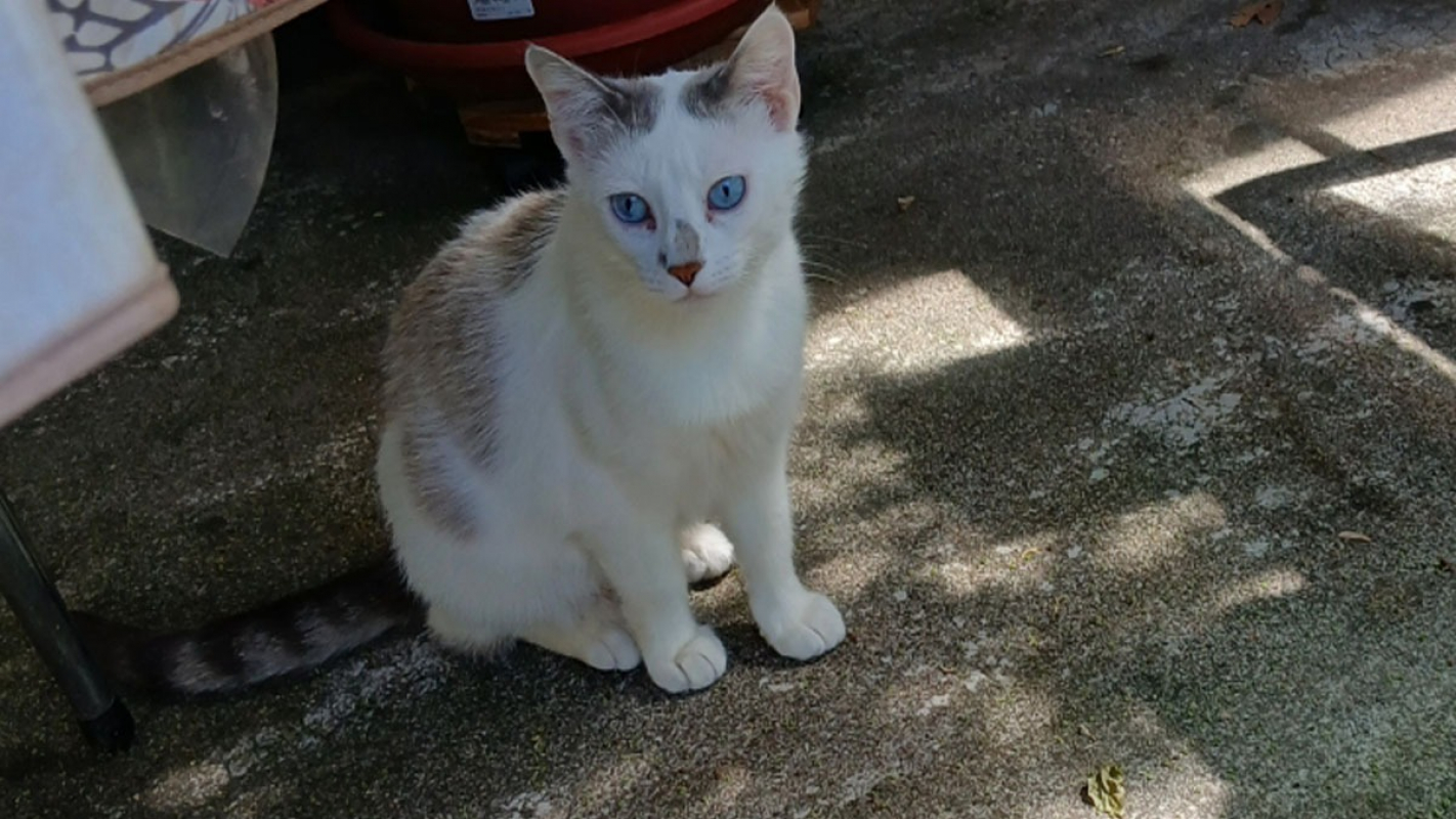 Photo #1 de Choupette