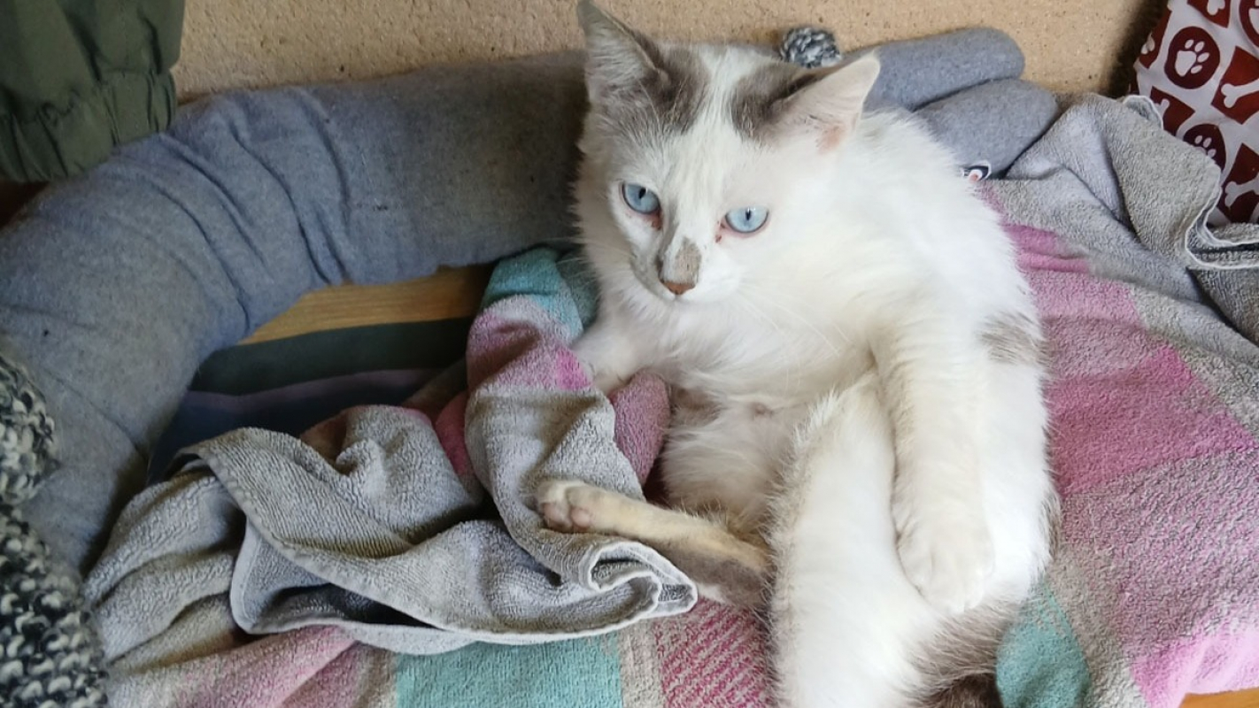 Photo #2 de Choupette