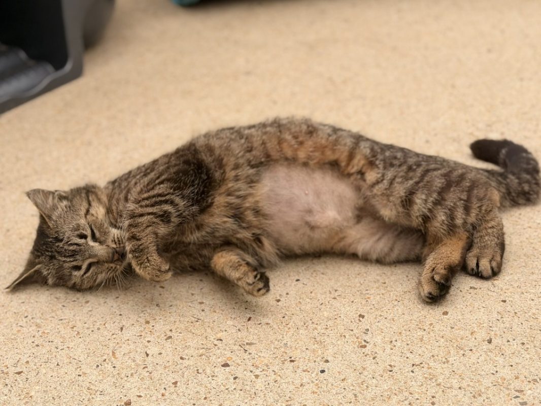 Dring - Chat Européen à adopter