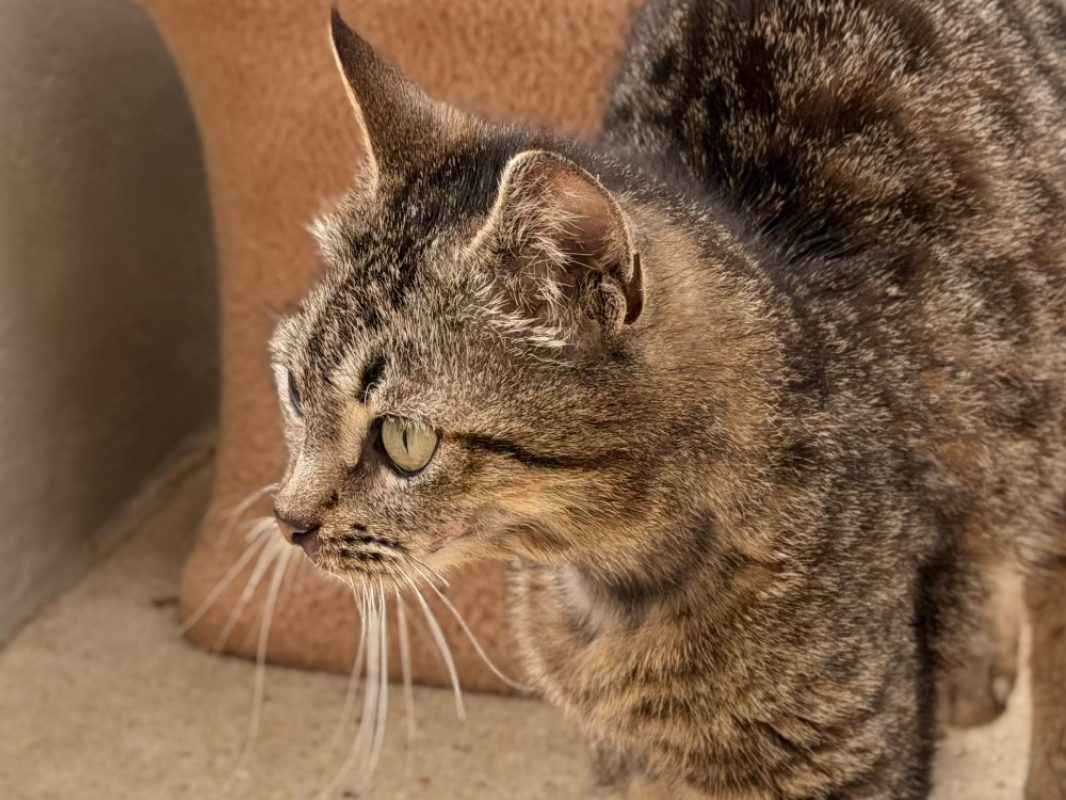Dring - Chat Européen à adopter - photo 2