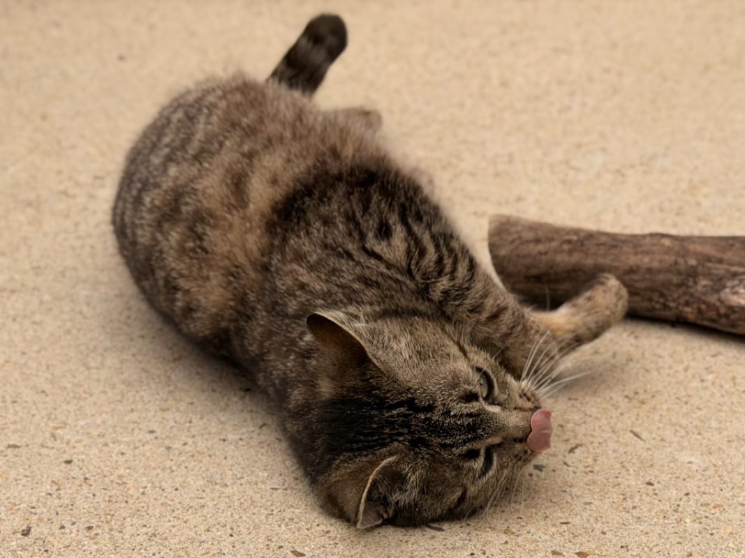 Dring - Chat Européen à adopter - photo 3