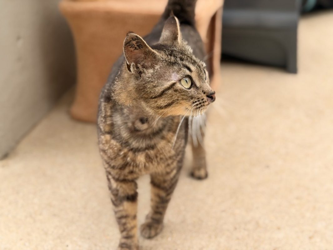 Dring - Chat Européen à adopter - photo 4