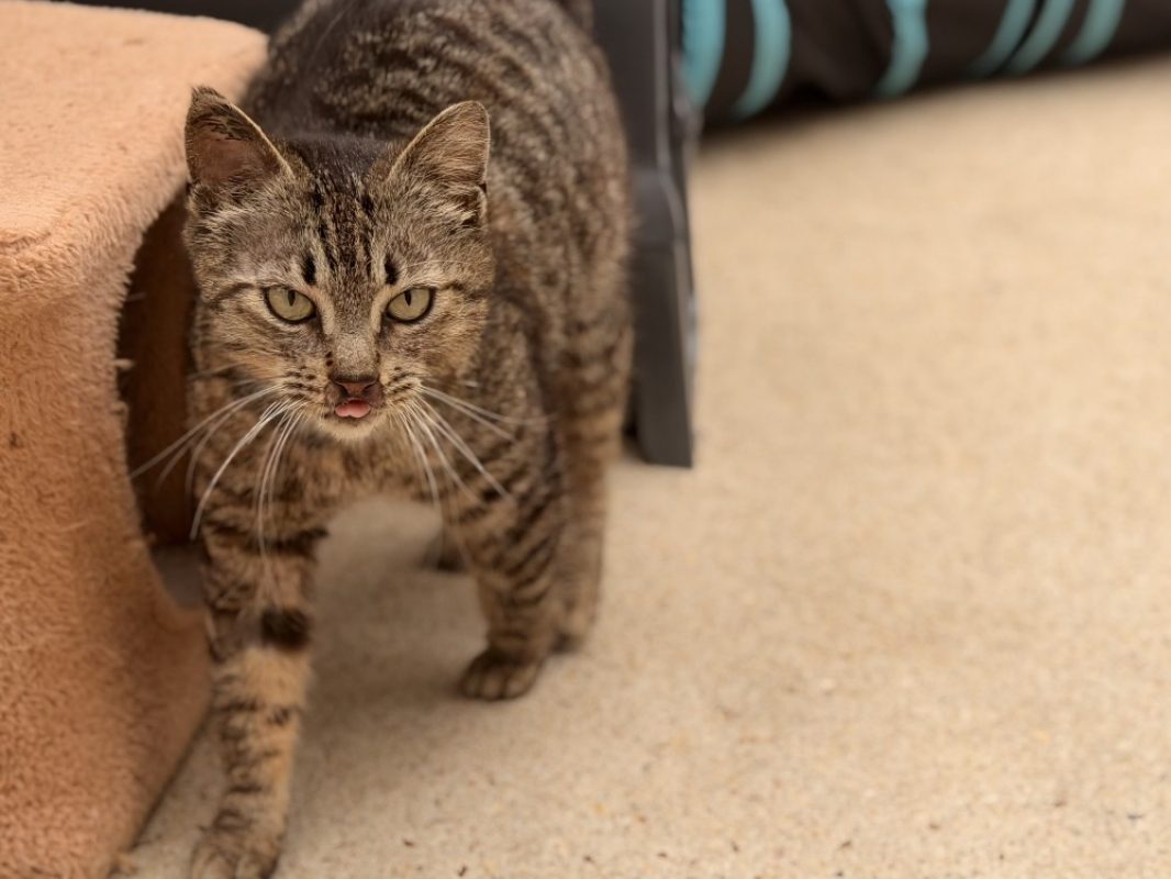 Dring - Chat Européen à adopter - photo 5
