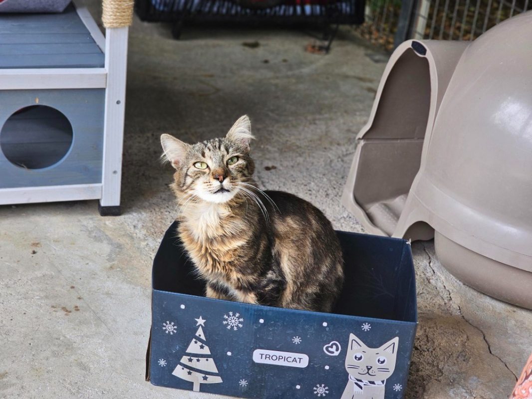Charming - Chat Européen à adopter