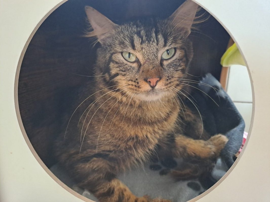 Charming - Chat Européen à adopter - photo 2