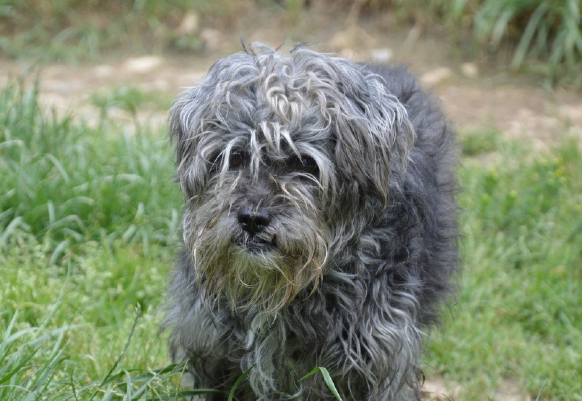 Photo #1 de Hugo