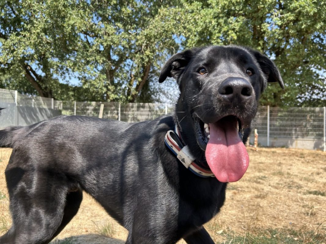 Kimat - Chien à adopter