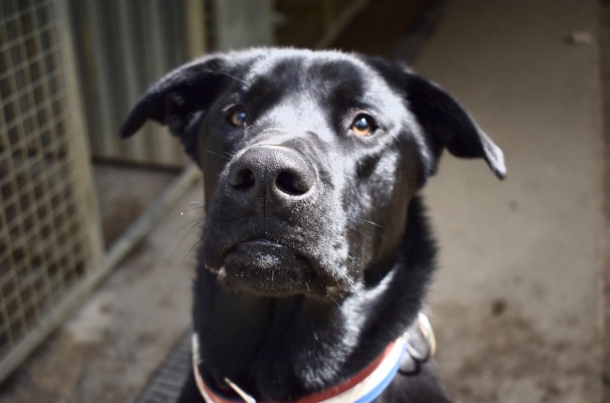 Kimat - Chien à adopter - photo 2