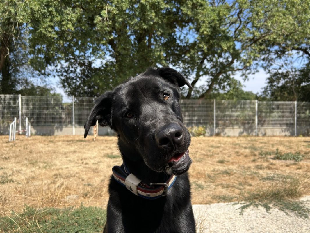 Kimat - Chien à adopter - photo 4