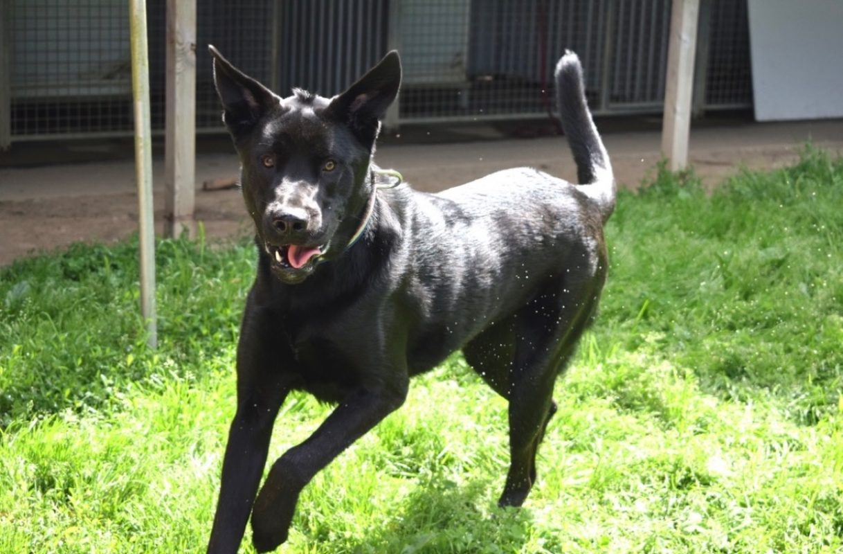 Kimat - Chien à adopter - photo 5