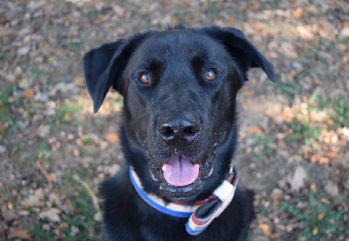 Kimat dit arkann - Chien à adopter