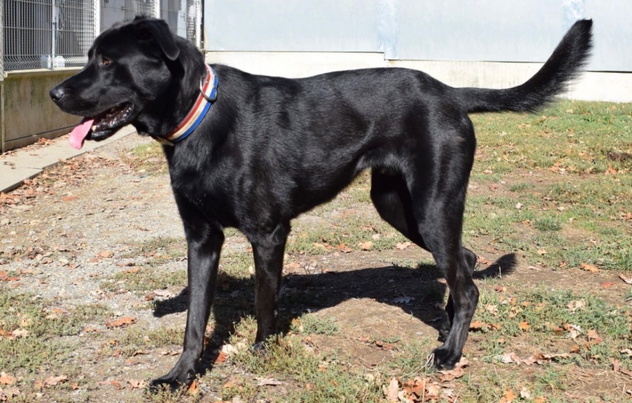 Kimat dit arkann - Chien à adopter - photo 3