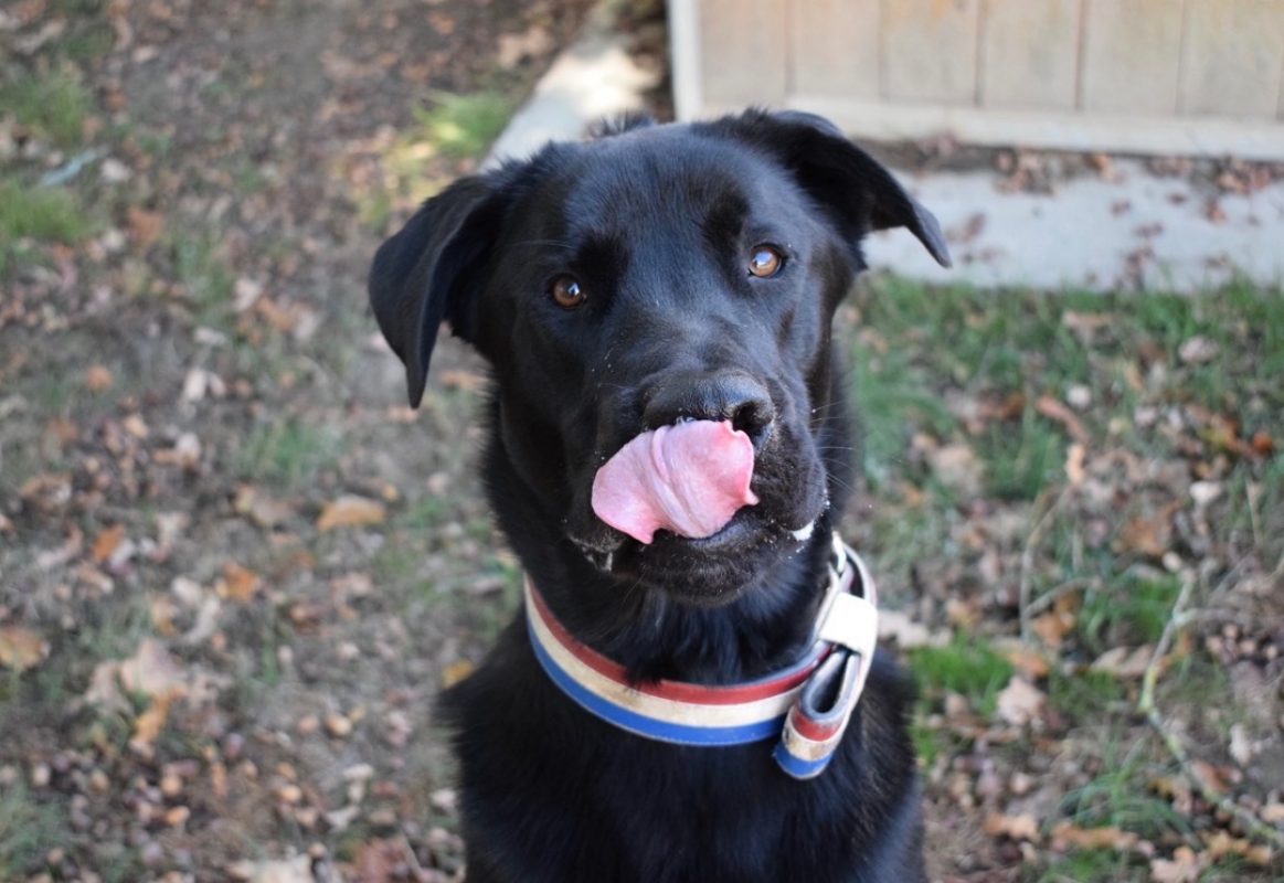 Kimat dit arkann - Chien à adopter - photo 5