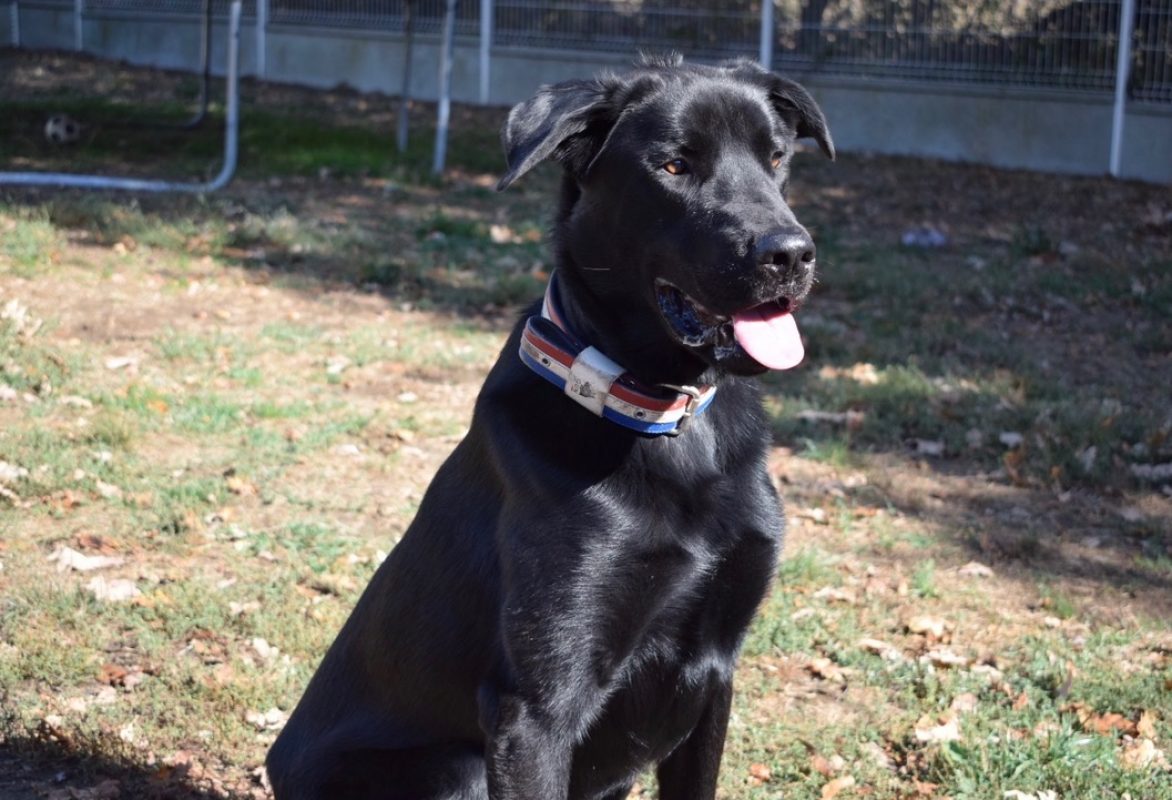 Kimat dit arkann - Chien à adopter - photo 6