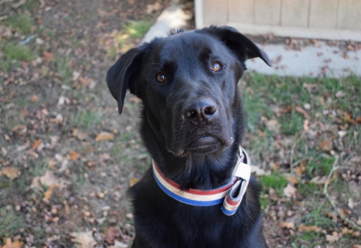Kimat dit arkann - Chien à adopter - photo 7