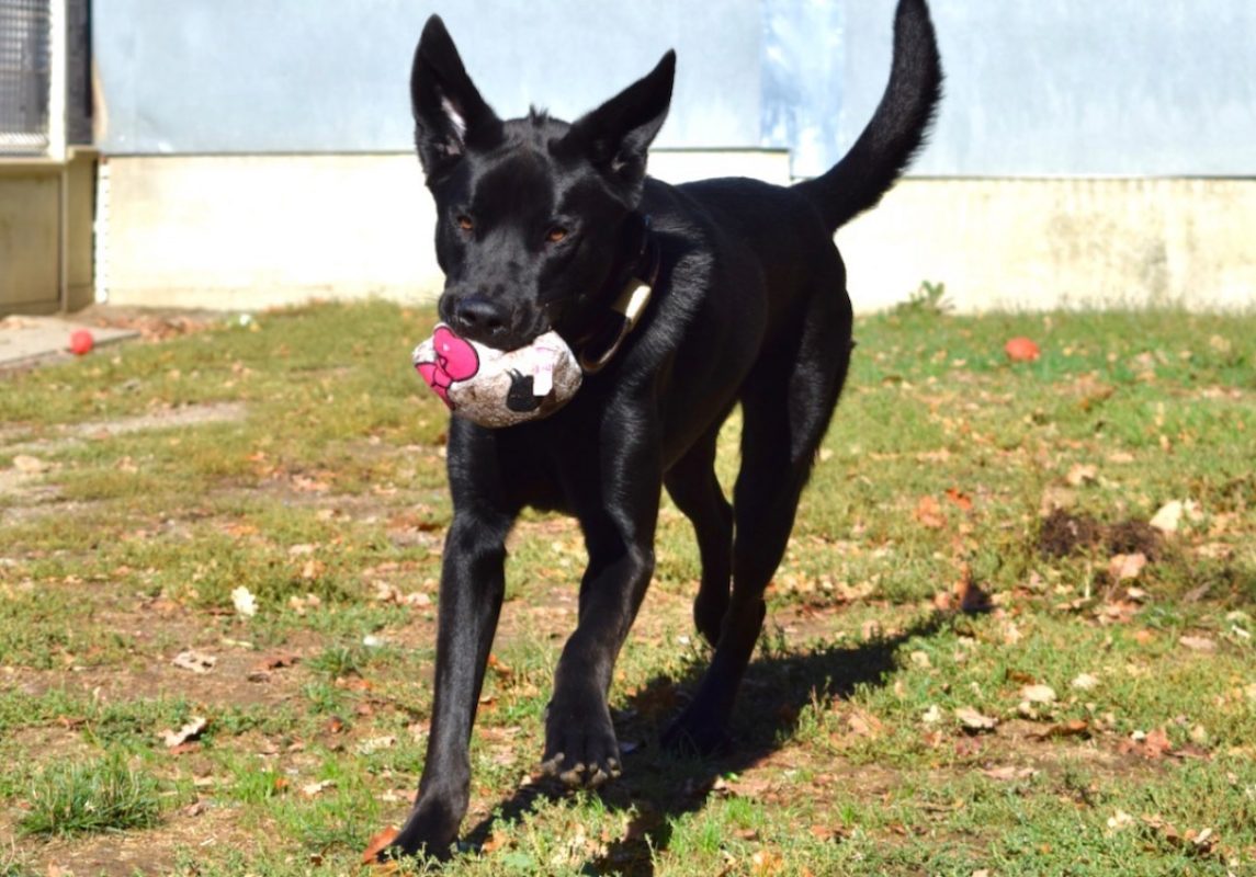 Kimat dit arkann - Chien à adopter - photo 9