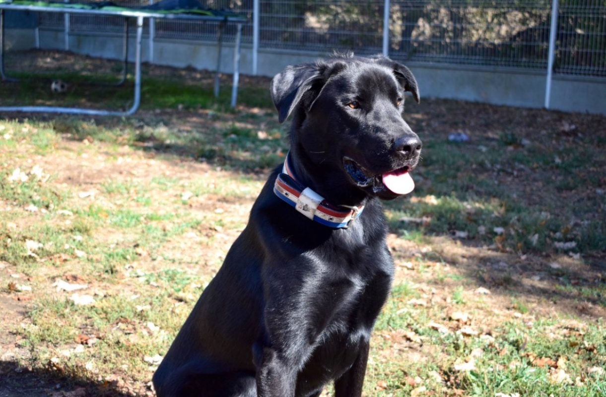 Kimat dit arkann - Chien à adopter - photo 10