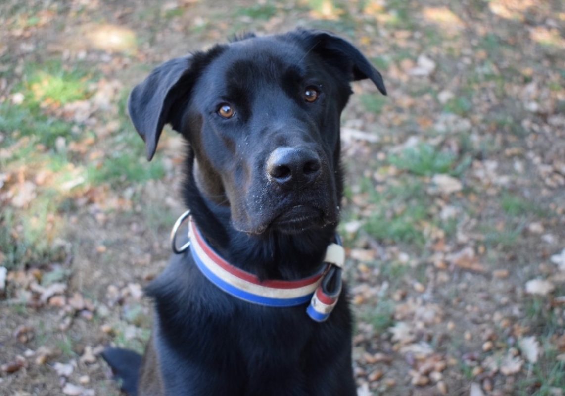 Kimat dit arkann - Chien à adopter - photo 11