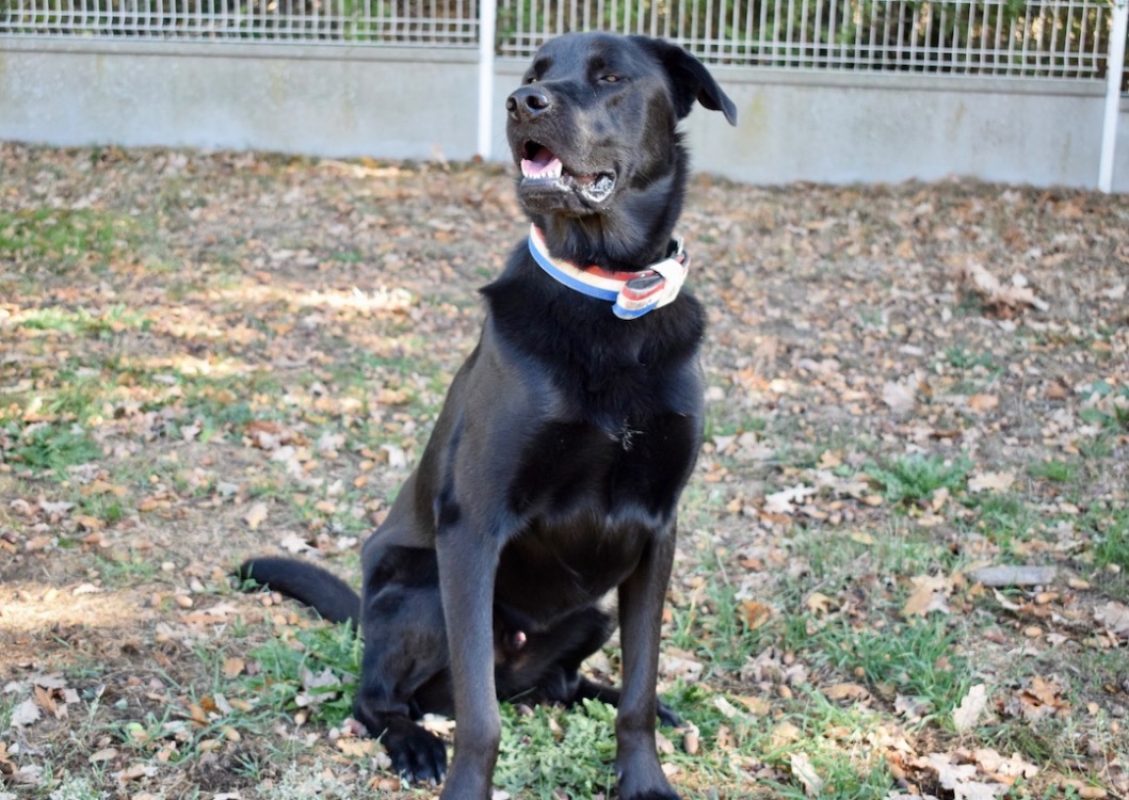 Kimat dit arkann - Chien à adopter - photo 12
