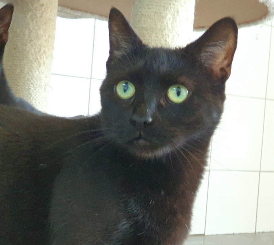 Photo #1 de Cicadelle cha c