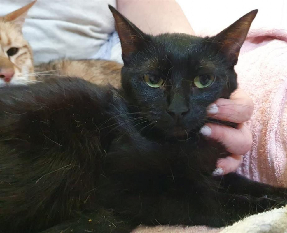 Photo #2 de Cicadelle cha c