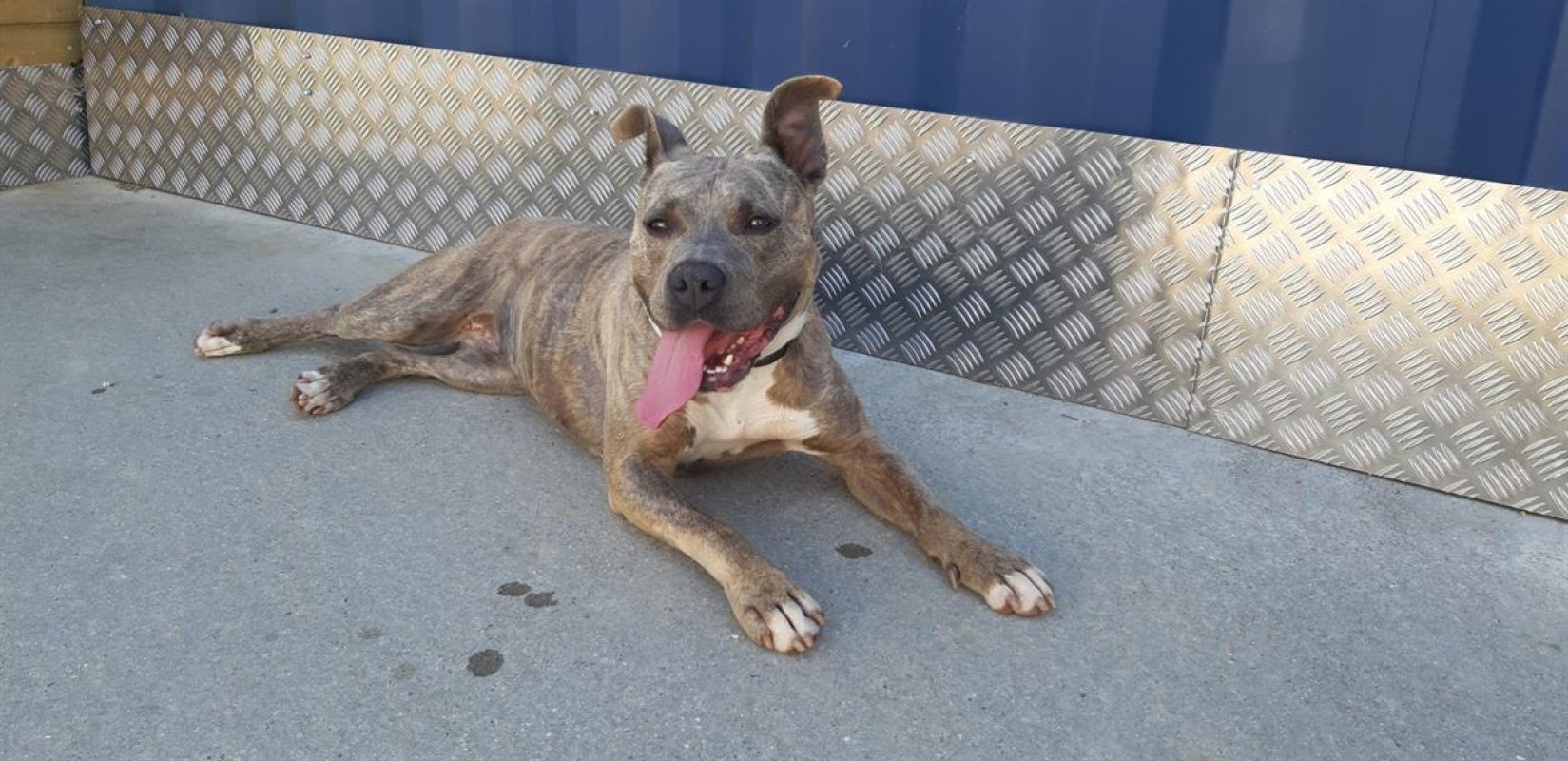 Mademoiselle - Chien à adopter