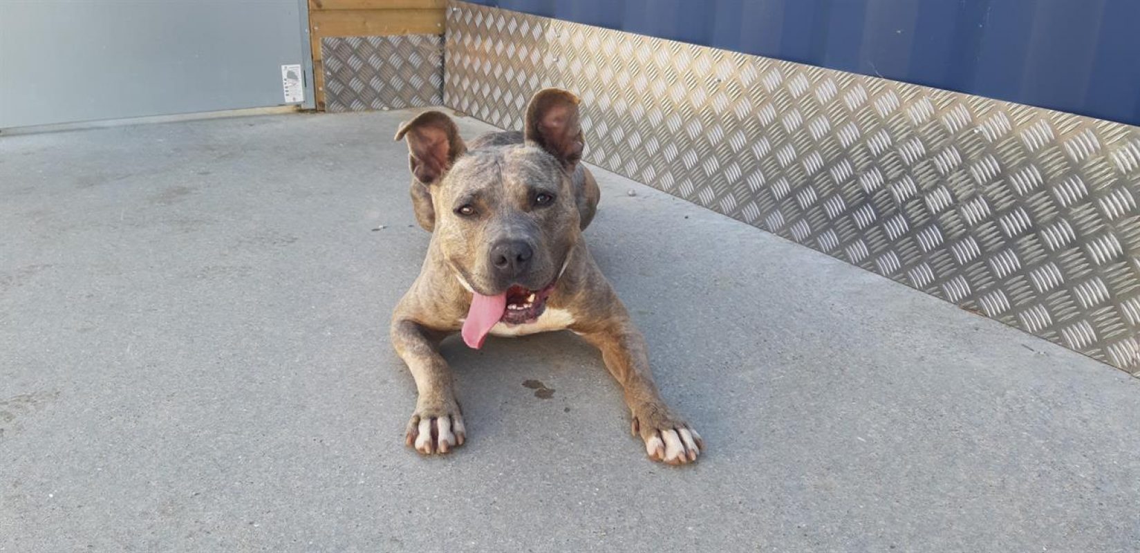 Mademoiselle - Chien à adopter - photo 2