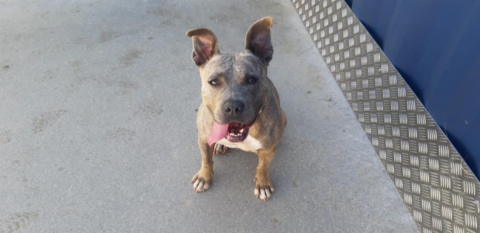 Mademoiselle - Chien à adopter - photo 3