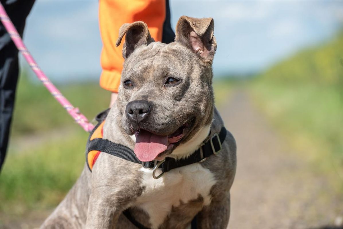 Mademoiselle - Chien à adopter - photo 6