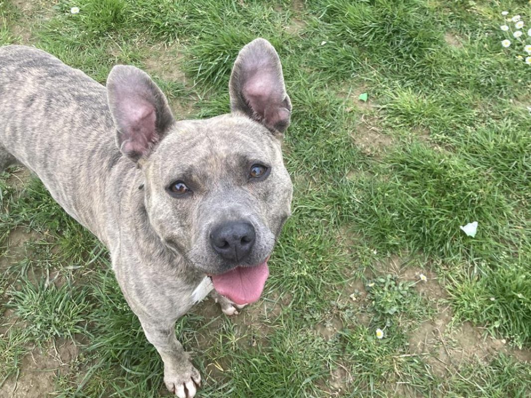 Mademoiselle - Chien à adopter - photo 8
