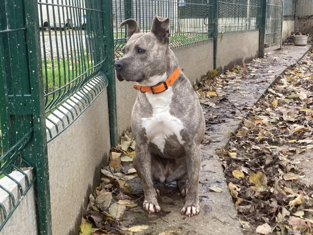 Mademoiselle - Chien à adopter - photo 9